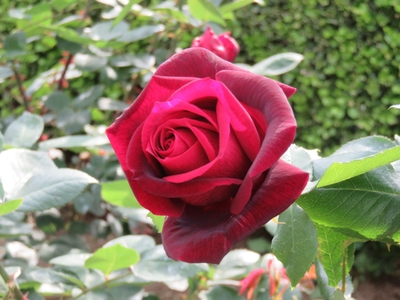 「パパ・メイアン」