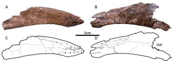 新発見の大型オルニトミムス類の下顎の写真(A, B)とスケッチ(C, D)。