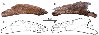 新発見の大型オルニトミムス類の下顎の写真(A, B)とスケッチ（C, D）。