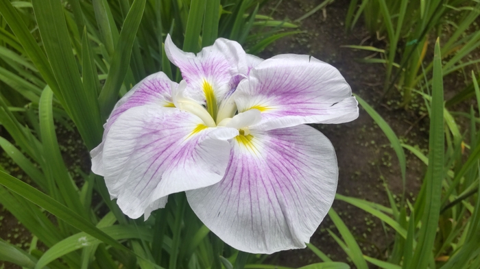 ハナショウブの様子