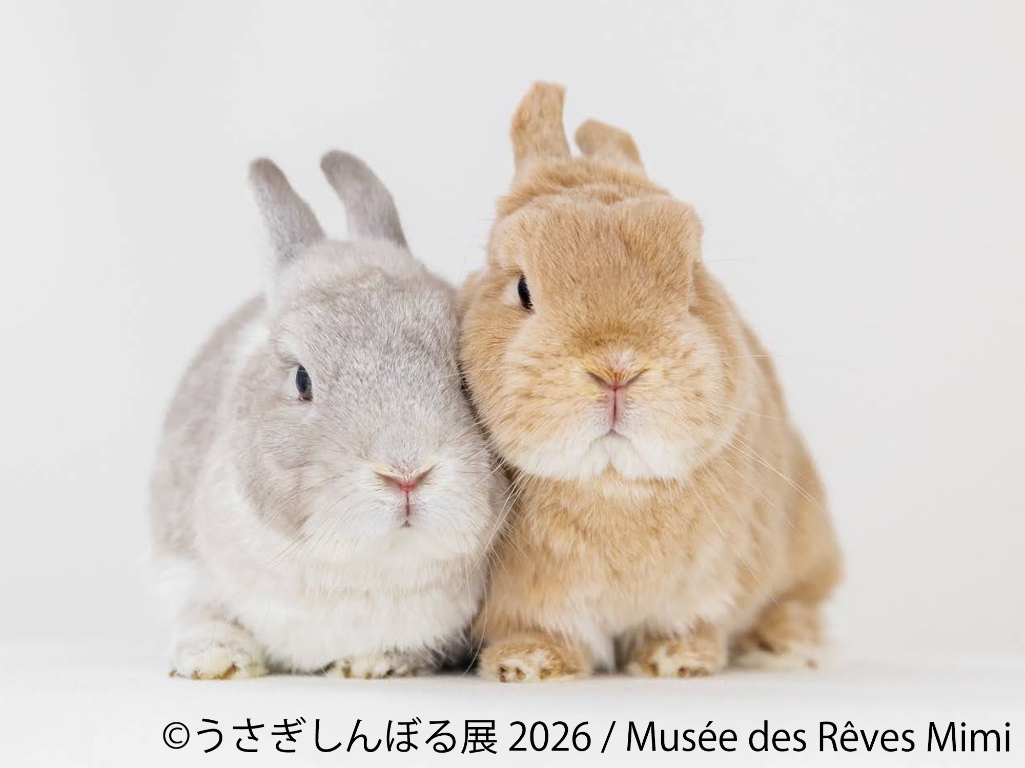 10周年“うさぎの祭典”が開幕！200点超の作品＆限定グッズが集結