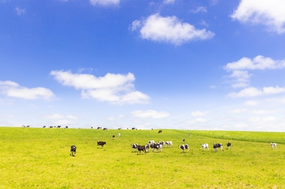 pYr1ZYePJzkSq15OoNUO.jpg?w=940&h=940