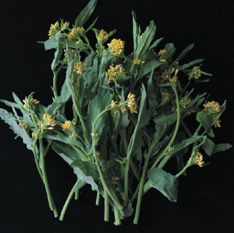 「折菜(おりな)」は飛騨地方の特産野菜。この地域では菜の花が咲く前に、茎をポキンと折って収穫することからこの名で呼ばれます。