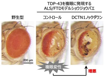図2）複眼にTDP-43を発現するALS/FTDモデルショウジョウバエにおいて、DCTN1をノックダウンすると、TDP-43による複眼変性が増悪した。
