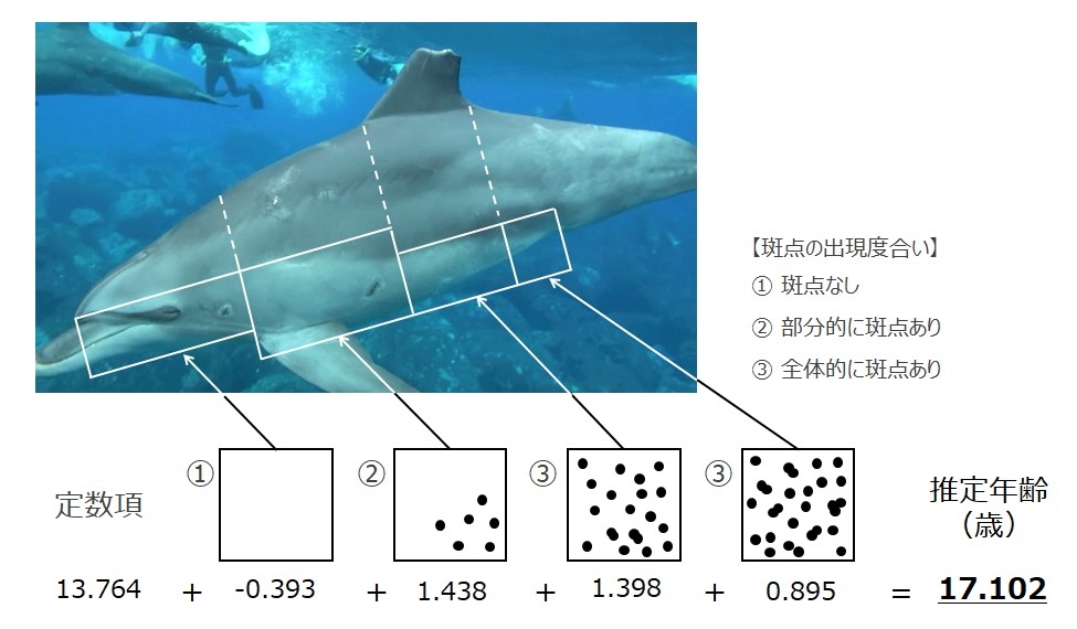 年齢と斑点の関係式の例 各エリアの斑点の密度に応じたスコアと定数の合算により推定年齢が得られる。