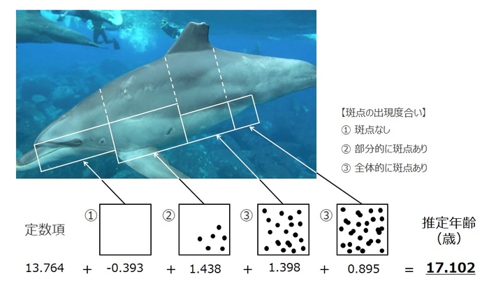 年齢と斑点の関係式の例 各エリアの斑点の密度に応じたスコアと定数の合算により推定年齢が得られる。