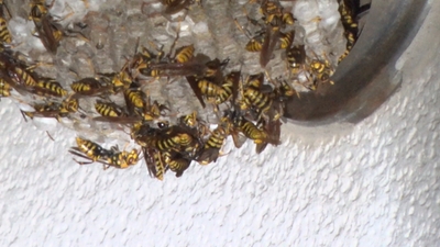 pjCs3dy8feYlU5niEo2E.jpg?w=940&h=940