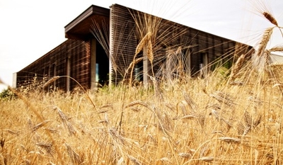 マンチーニ社の小麦畑