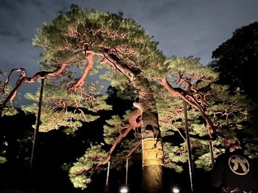 吹上松のライトアップ(昨年の様子)