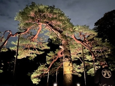 吹上松のライトアップ（昨年の様子）