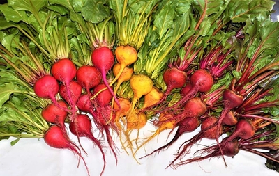 今回使用するのは「サラダビーツ」と「ソーレ」（右の2品種）