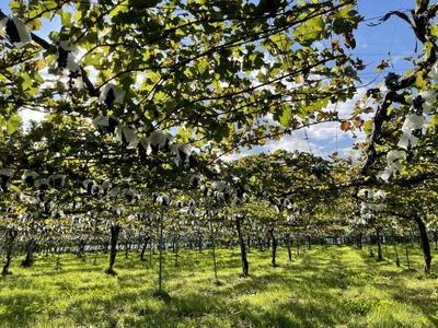 pl9ktrMqVFvCHU4MgKrZ.jpg?w=940&h=940