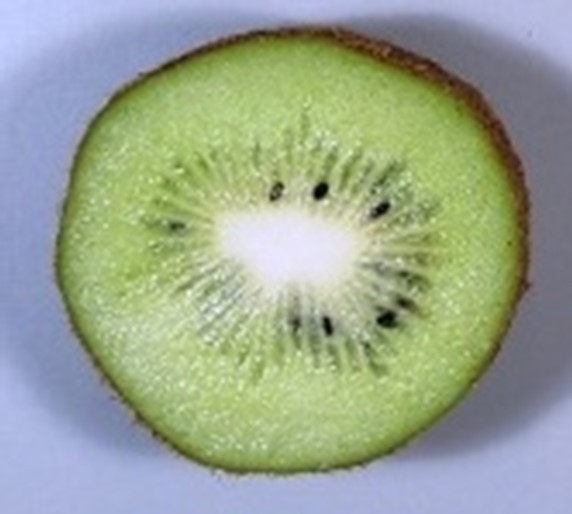 図3 B:1か所の柱頭に受粉すると種子の分布に偏りがあり、果実は変形した。