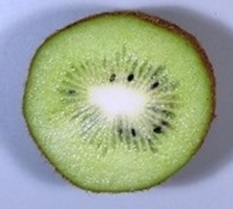 図３　B：1か所の柱頭に受粉すると種子の分布に偏りがあり、果実は変形した。