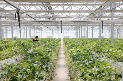 温泉熱を活用した栽培が行われる、宮城県蔵王町の「いちごの国ゾーナ農園」