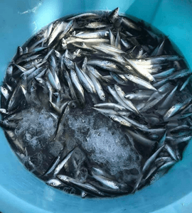 pr61EnWehiaBeOA6u65K.png?w=940&h=940