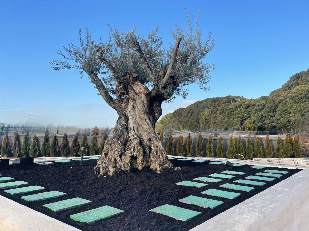 シンボルツリーの樹齢500年オリーブ