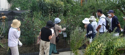 令和6年（2024年）9月に実施した薬用植物園見学会の様子