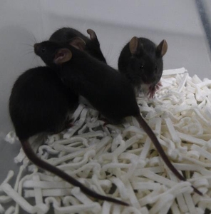 図2　本手法によって誕生したクローンマウス。