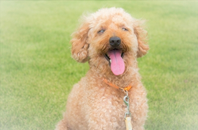 q12rHj6AWP4iNTvnMzI8.jpeg?w=940&h=940