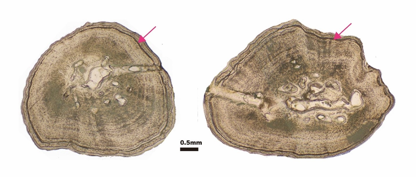 図4: オオサンショウウオの成長線(左:上腕骨、右:大腿骨の断面)