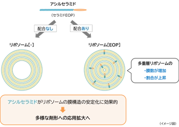 「アシルセラミド」が「多重層リポソーム」の膜構造を強化し 安定化させることを発見