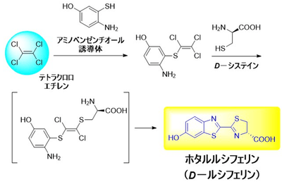 図2 今回開発したテトラクロロエチレンを原料とするホタルルシフェリンの合成方法
