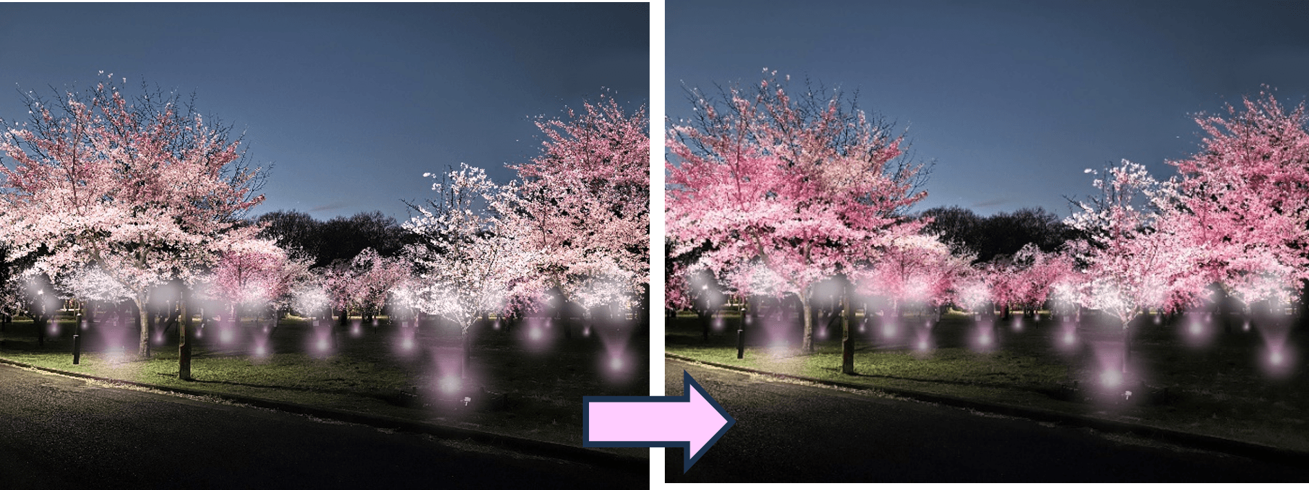 サクラの開花状況に合わせて色を変える光の演出(イメージ)