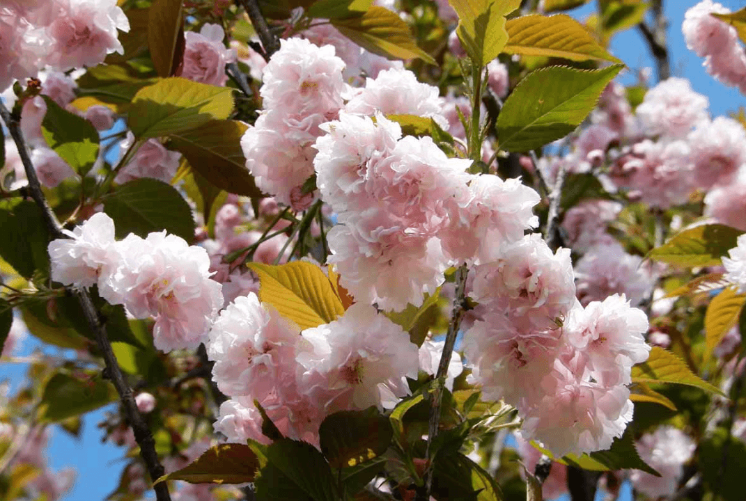 40枚ほどの淡いピンクの花びらが咲き、菊のようにみえる「作並菊桜」