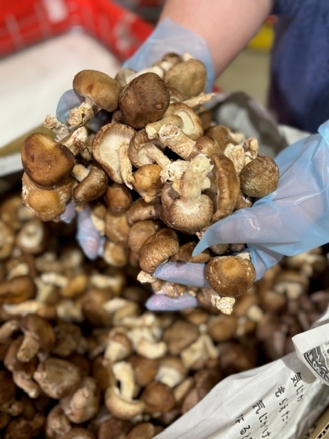 すくい取り・椎茸