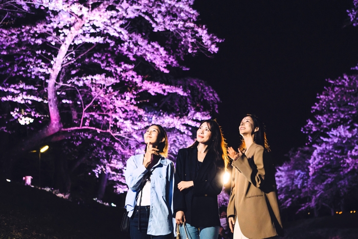 桜並木のライトアップ