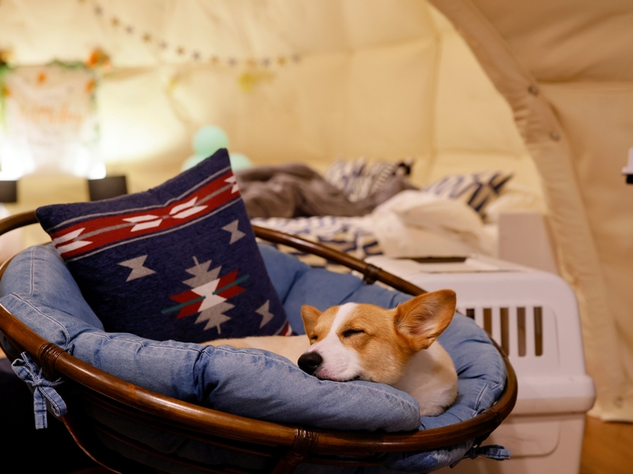 ペットOKスポット多数