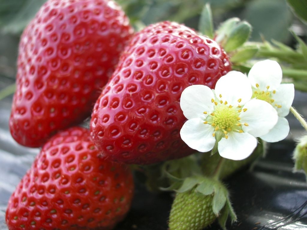 いちご狩り(提供:館山いちご狩りセンター)