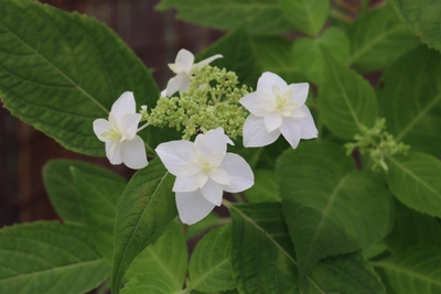 qPLo1vmtmmQA6aUiPXHM.JPG?w=940&h=940