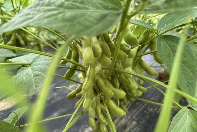 5月に植えた一の坊ファームの「枝豆」