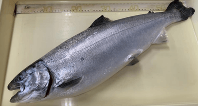 今回養殖に成功した大型サクラマス