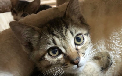 qaQGcagkGjrbhpxKgS4c.jpeg?w=940&h=940