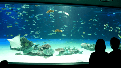 qaSnZ7yYPMpuv2UAAcaN.png?w=940&h=940