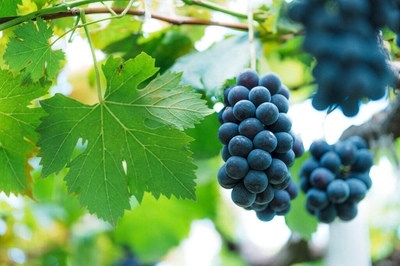 qbBLlLjyqQSByO7gx8MP.jpg?w=940&h=940