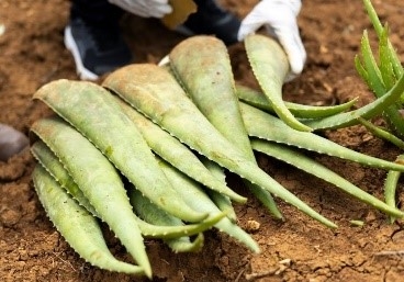 qgmDo4B2EVmntHh13oVI.jpg?w=940&h=940