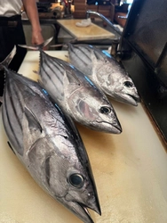 鮮度抜群！！『日戻りかつお』を 高知赤シャリ寿司居酒屋「睦月処 穂寿美」にて 4月上旬頃提供開始