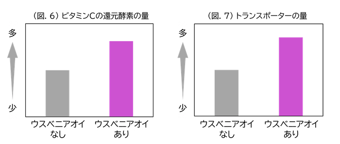 (図.6)ビタミンCの還元酵素の量／(図.7)トランスポーターの量
