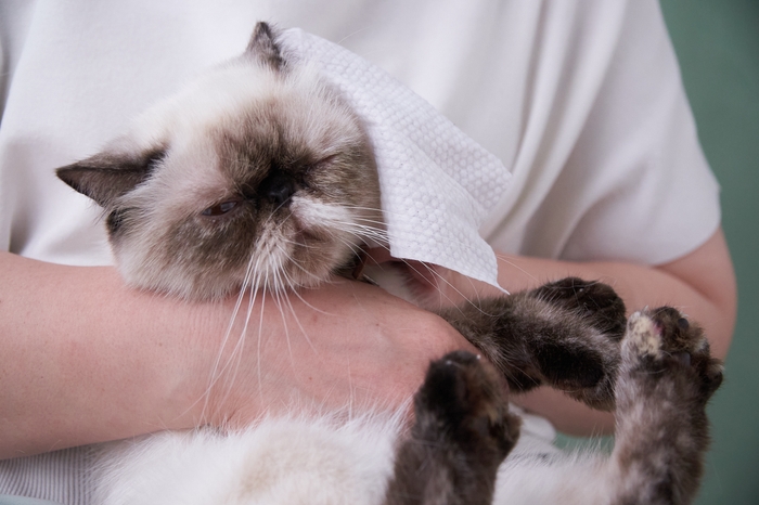 安心な処方はねこちゃんにも使用いただけます