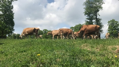 qhhNyOFFVORkTWdJOgkD.jpg?w=940&h=940