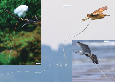 qi2bONHPvUazg8DPijw5.jpg?w=940&h=940