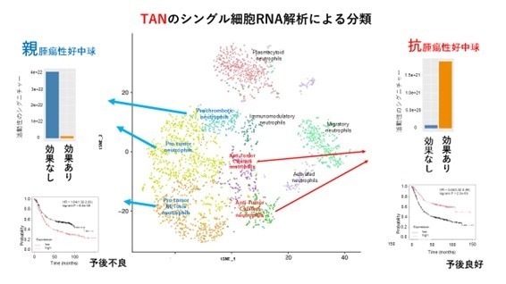 図3 TANのシングル細胞RNA解析
