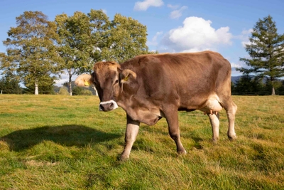 qk5wnlye3kW5e8Oxy7hq.jpg?w=940&h=940