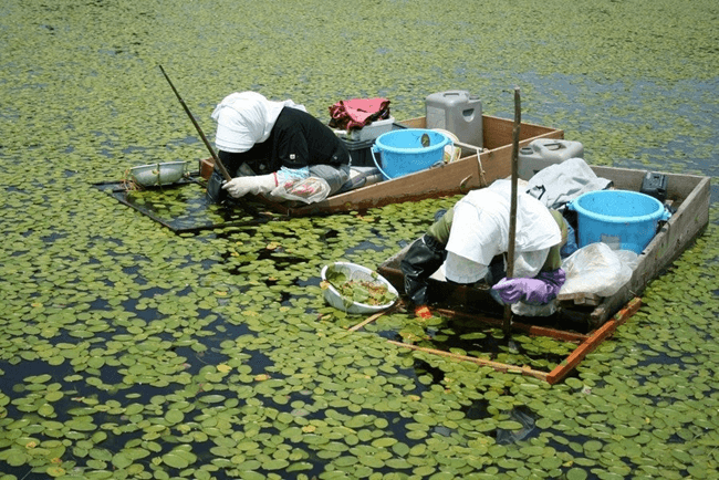 じゅんさいの収穫風景