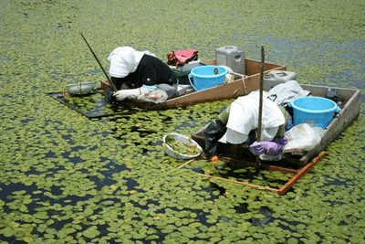 じゅんさいの収穫風景