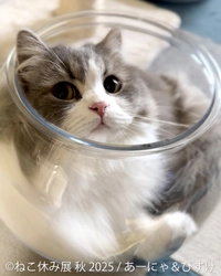 「ねこ休み展」in 名古屋が“Wアニバーサリーイヤー” 秋開催はオール新作＆豪華特典＆限定グッズなど盛りだくさん！ 9/20(土)～10/13(月・祝)開催